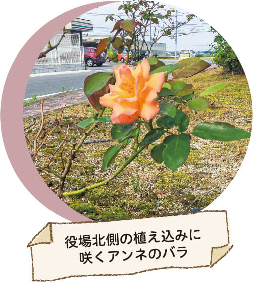 役場北側の植え込みに咲くアンネのバラ