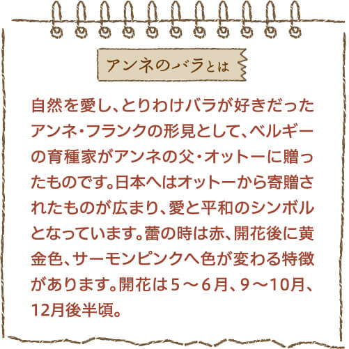 アンネのバラとは自然を愛し、とりわけバラが好きだったアンネ・フランクの形見として、ベルギーの育種家がアンネの父・オットーに贈ったものです。日本へはオットーから寄贈されたものが広まり、愛と平和のシンボルとなっています。蕾の時は赤、開花後に黄金色、サーモンピンクへ色が変わる特徴があります。開花は5〜6月、9〜10月、12月後半頃。