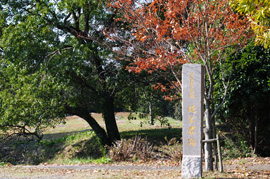 写真：堤土塁跡歴史公園２