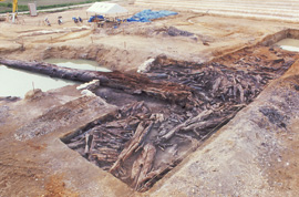 写真：9万年前の地表面下部の樹根