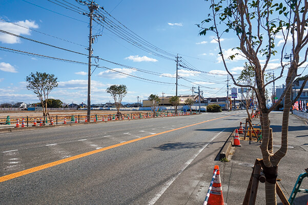 大島町産のツバキを植樹しました