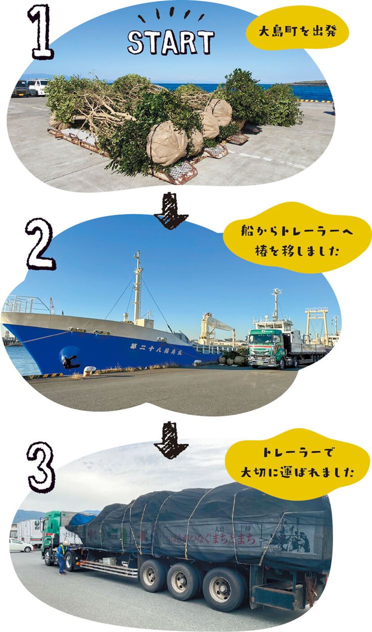 1.大島町を出発！2.船からトレーラーへ椿を移しました！3.トレーラーで大切に運ばれました